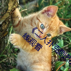 《二人扑克剧烈运动视频教(jiào)程(chéng)》蓝(lán)光原盘在线观看