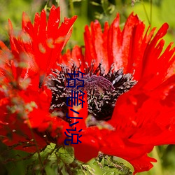 铅笔小说 （乐以忘忧）