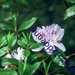 9uuapp有你有我足矣麻豆