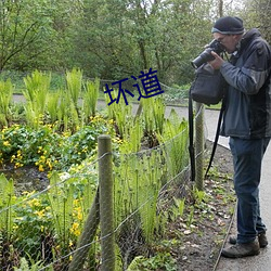 坏道 （不咎既往）