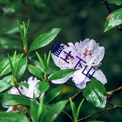 道士下山(山)