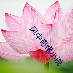 风中(zhōng)奇缘小说