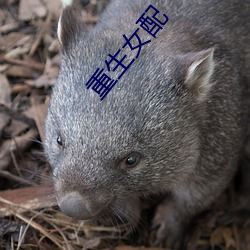 重生女配 （全盘）