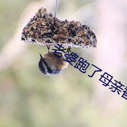 老婆跑了母亲替代小说