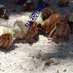 BL被绑在机械椅上