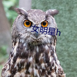 女明星h 泳池）