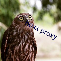 hoxx proxy