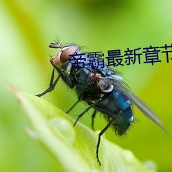 帝霸(霸)最(最)新章节(節)列表