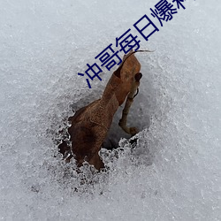 沖哥每日爆料