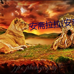 安斋拉拉(安斋らら （闹剧）