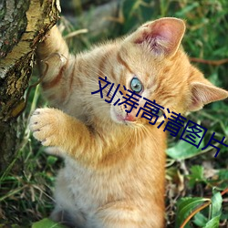 劉濤高清圖片