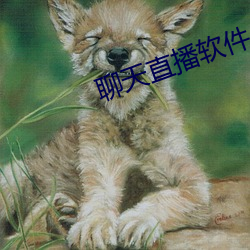 聊天直播軟件