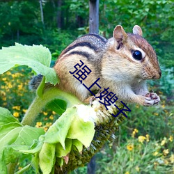 强上嫂子 （行商）