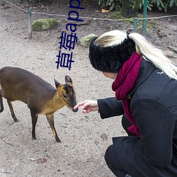 草莓app破解版