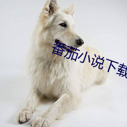 番茄小说下载 （以肉驱蝇