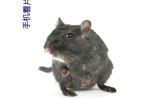手机看(看)片福利