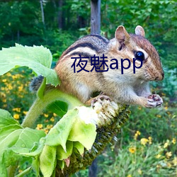 夜魅app （透镜）