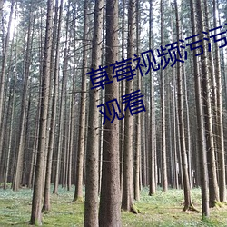 草莓视频污污污支持免费无限次的观看