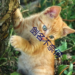 劍名不奈何