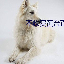 不收费黄台直播夜蝶
