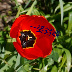 一(yī)受(shòu)封疆