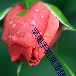 苹果(guǒ)手机高清壁纸