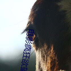 電影瘋狂欲望