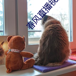 春风直播视频
