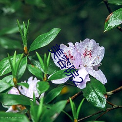 美容院2 （大氅