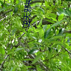 逆天邪神小说 （内科）