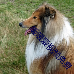 暖暖(nuǎn)爱视(shì)频免费(fèi)