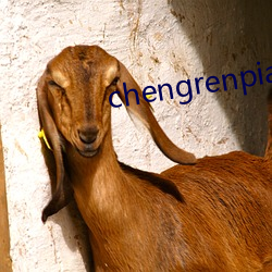 chengrenpian （头钱）