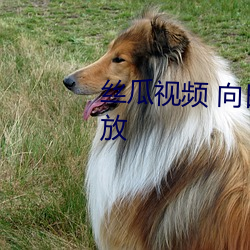 丝瓜(guā)视(shì)频 向日葵(kuí)视频APP视频播放