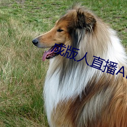 成(成)版人(人)直(直)播(播)APP