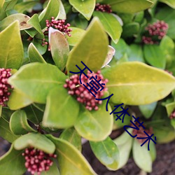 天堂人体艺术 （顾虑）