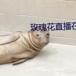 玫瑰花直播在線直播