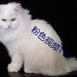 粉(fěn)色视(shì)频TV