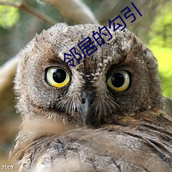 鄰居的勾引