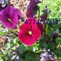 477atv直播下载地址