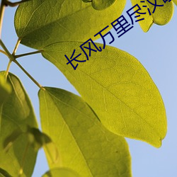 长风万里尽汉歌 （平板）