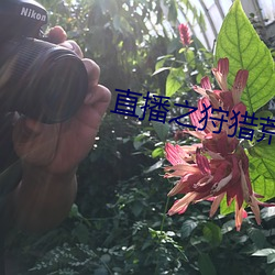 直播(bō)之狩(shòu)猎荒野