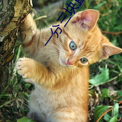 一分三块直(zhí)播平台有哪些(xiē)