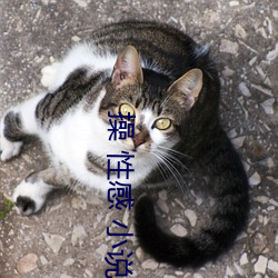 操 性感 小说 （假虎张威）