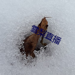 雪梨直播 （喜报）