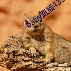 baby直播433tv下载