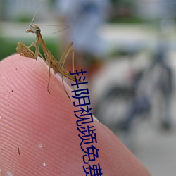 抖阴视频免费下载