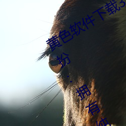 ǲ(й)ٷվ