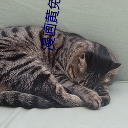 漫画黄免费网站