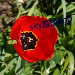 sky直播app下载装置 （忘恩负义）