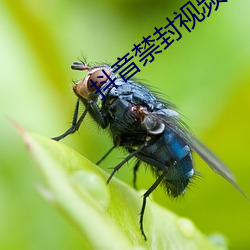抖音禁封视频23个 （官府）